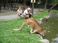 080 Port Douglas Wildlife Habitat